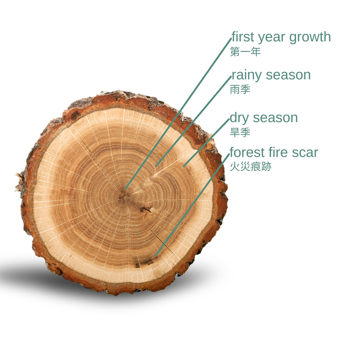 Cross-section of a tree trunk showing growth rings, labelled first year growth, rainy season, dry season and forest fire scar